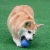 Import Wholesale Rubber Elastic Pet Toy Ball Eco Friendly Balls Chew Pet Interactive Training Dog Toys from China