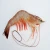 Import Wild fresh caught white brown whole frozen live cooked shrimp from USA