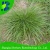 Import Winter Ryegrass Seeds For Both Pasture And For Lawns from China