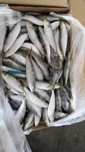 WR sardine fish frozen food 8-10pcs/kg for canned seafood