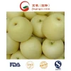 Ya Pear Fresh Pear Fresh Frutis Fresh Apple (28/32/36/40/44) SGS Certificate