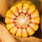 Yellow Corn/Maize for Animal Feed / YELLOW CORN FOR POULTRY FEED for sale