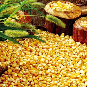 Yellow Maize/ Yellow Corn/ Indian Maize
