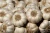 Import Fresh garlic for Sale from South Africa