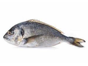 Fresh Sea Bream From SA