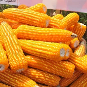 Yellow Corn huge stock available now.