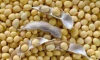 100% Natural Soybean Dry Yellow Soybeans Soya Bean/Soja/Dried Soya Bean with Bulk Packaging