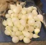 Freshly harvested White Cocktail Onions delivery