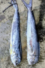 FROZEN MAJHI MAHI - HIGH QUALITY
