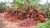 Import Refined Palm Oil (RBD Palm Oil) – Food & Industrial Grade from South Africa