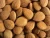Import Dried Apricot Kernels for Sale / Apricot Kernels / Apricot nut from South Africa