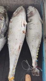 Frozen Yellowfin Tuna