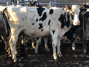 Live Friesian Holstein Heifers Cow