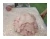 Import Hot Sale Lamb tail fat Frozen Halal Mutton tail fat Lamb tail fat for sale from Germany