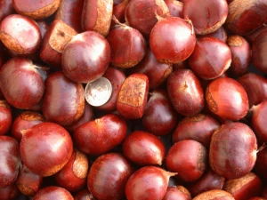 Chestnuts for Sale