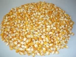 Wholesale Best Quality Dry Non GMO Yellow Maize and White In Cheap Price Dried Corn