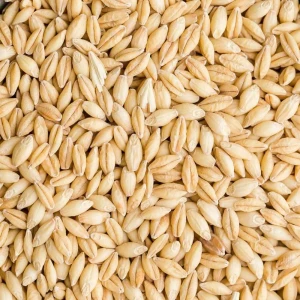 Quality Barley seeds