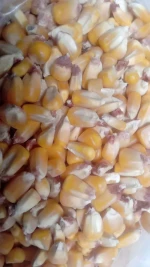 Yellow corn directly from my land