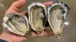 LIVE PACIFIC OYSTERS FROM WESTERN EUROPE