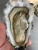 Import LIVE PACIFIC OYSTERS FROM WESTERN EUROPE from Australia
