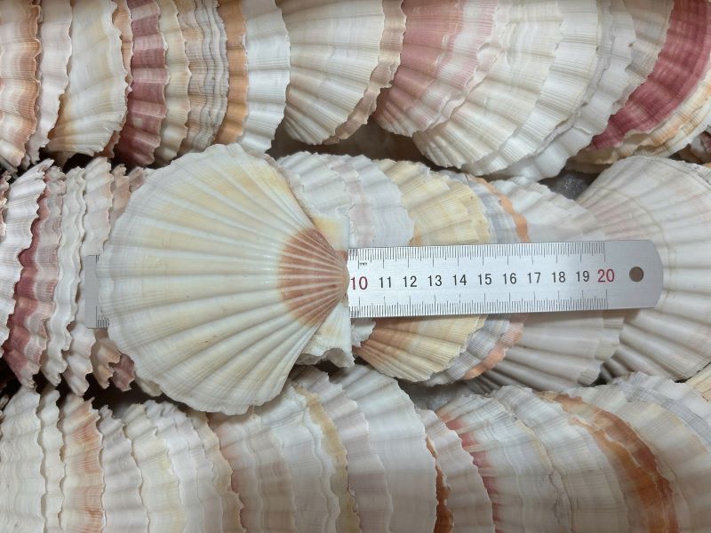 Buy Scallop Shell from BASEAFOOD 2 COMPANY, Vietnam | Tradewheel.com