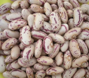Top One Wholesale Sugar Beans Organic Red Kidney Beans Price