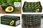 Fresh Avocado