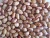 Import Top One Wholesale Sugar Beans Organic Red Kidney Beans Price from South Africa