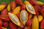 Cocoa Bean