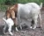 Import 100% Full Blood Boer Goats Live Sheep Cattle Lambs and Cows from Ukraine