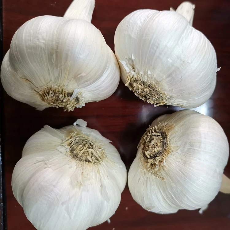 2020 New crop China/Chinese cheap Price Fresh Garlic