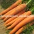 Import 2021 china fresh carrot manufacture with GAP new crop high quality for exporting from China