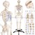 Import Aid Human Model Anatomy Medical Learn Anatomical Skeleton Stand Poster from China