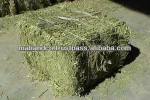 ALFALFA