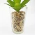 Import artificial plant succulent  bonsai   wholesale faux plant glass pot from China