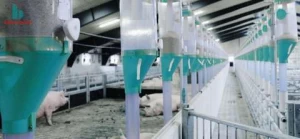 Auto Feeding System Livestock Automatic Feeder SIBA Pig Equipment