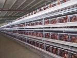Automatic Poultry Farm Floor Raising Chicken Broiler Breeder Pan Feeder and Drinker System design modern chicken farm