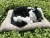 Import Bamboo charcoal adsorption cat environmental protection simulation toy cat electronic pet plush animals robot cat from China