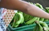 Banana Manufacturers in Ecuador