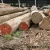 Import Best color African Padauk other timber for boards/planks/veneer from China