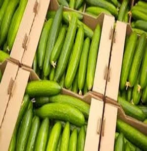 Best Quality and Best Price Fresh Frozen Cucumber