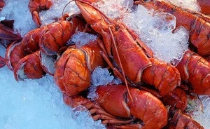 Best Quality Fresh Frozen And Live Lobster For Sale