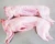 Import Best Quality Frozen Whole Rabbit Meat / Frozen Rabbit Meat and Parts from South Africa