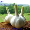 Best seller pure white fresh garlic