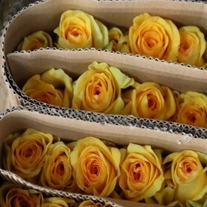 Best Selling High Quality Fresh Cut Rose Flowers