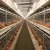 Import Chicken coop cage automatic farm breeding system from China