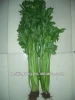 chinese fresh green celery