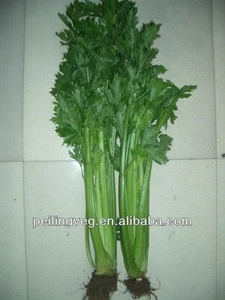 chinese fresh green celery