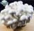 Detan White Shimeji Mushroom Packaging