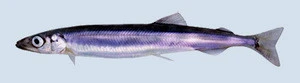 DRIED CAPELIN ROE, LODDEROGN (Mallotus villosus) SEA FOOD FISH